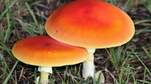 cogumelos