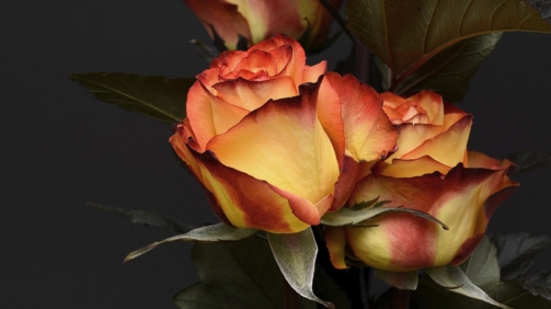 rose-3063284_1280